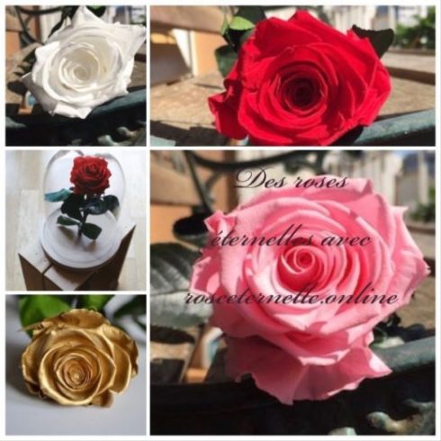 avis rose eternelle acheter une rose eternelle pas cher roseternelles.online my sweet beauté